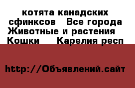 котята канадских сфинксов - Все города Животные и растения » Кошки   . Карелия респ.